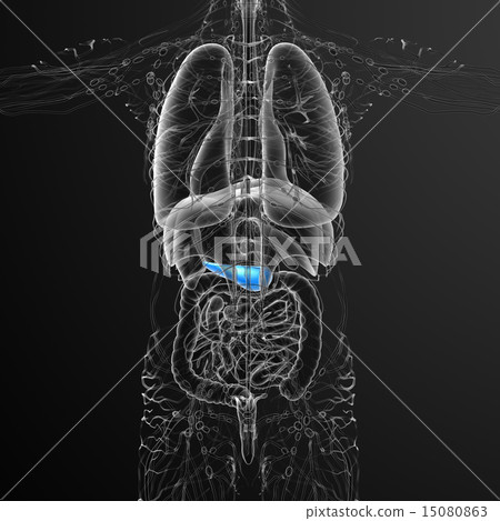 illustration of the gallblader and pancrease illustration of the gallblader and pancrease 15080863