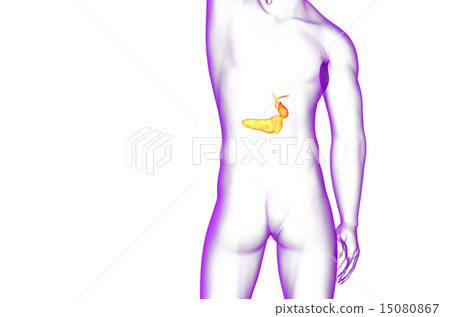 illustration of the gallblader and pancrease illustration of the gallblader and pancrease 15080867