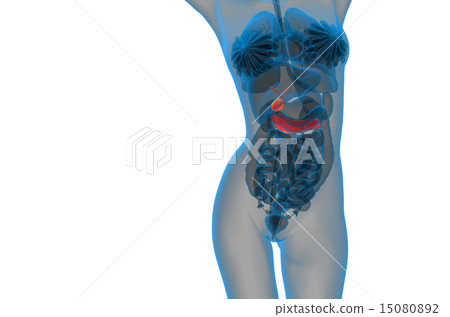 illustration of the gallblader and pancrease 15080892