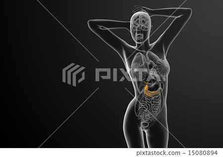 illustration of the gallblader and pancrease 15080894