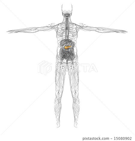 illustration of the gallblader and pancrease 15080902