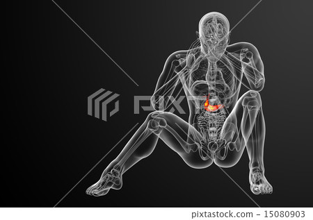 illustration of the gallblader and pancrease 15080903