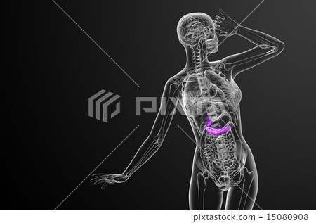 illustration of the gallblader and pancrease 15080908