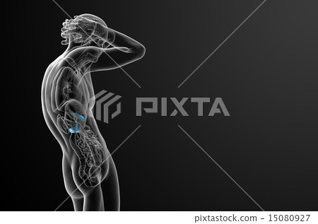 illustration of the gallblader and pancrease 15080927