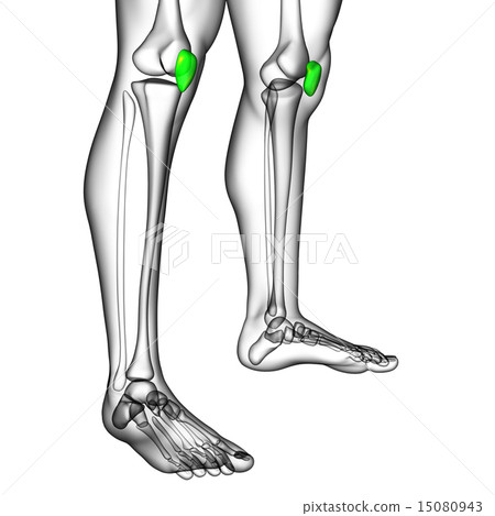 3d render medical illustration of the patella bone 15080943