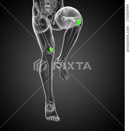3D medical illustration of the patella bone 15080944