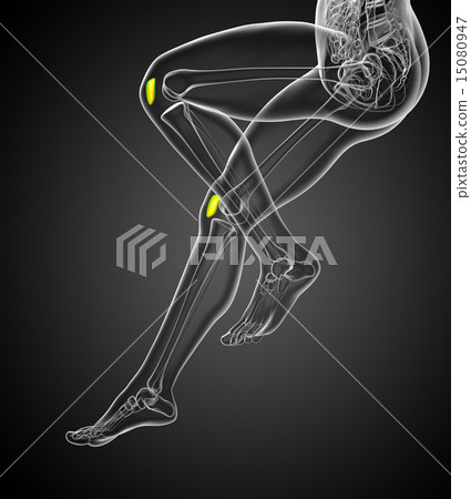 3d render  illustration of the patella bone 15080947