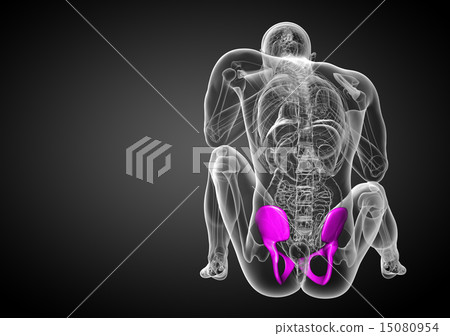 3D medical illustration of the pelvis bone 15080954