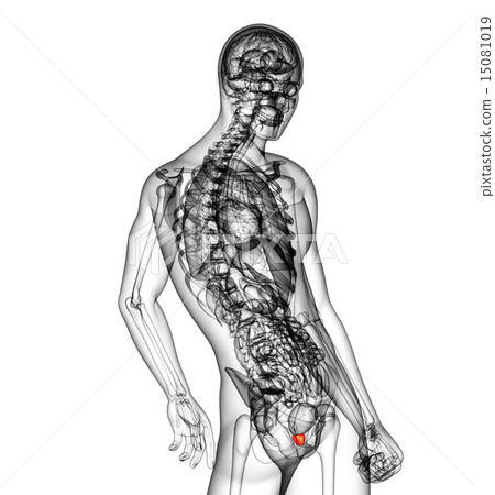 3d render illustration of the prostate gland 15081019