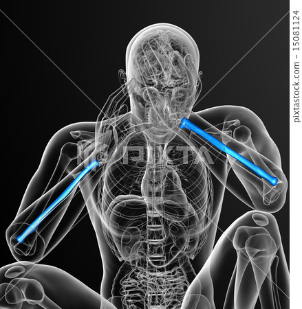 3d render medical illustration of the radius bone 15081124