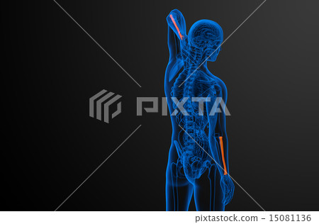 3d render medical illustration of the radius bone 15081136