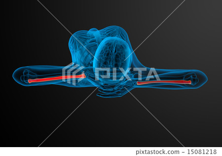 3d render medical illustration of the radius bone 3d render medical illustration of the radius bone 15081218