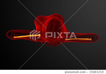 3d render medical illustration of the radius bone 3d render medical illustration of the radius bone 15081219