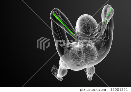 3d render medical illustration of the radius bone 15081231