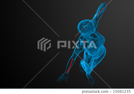3d render medical illustration of the radius bone 15081235
