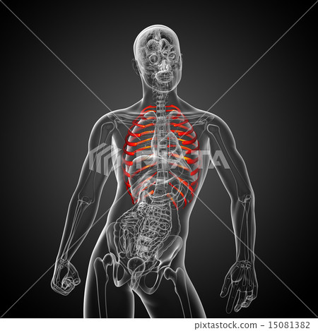 3d render medical illustration of the ribcage - Stock Illustration ...