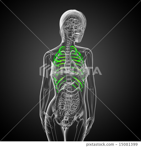 3d render medical illustration of the ribcage - Stock Illustration ...