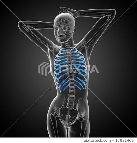3d render medical illustration of the ribcage 15081406