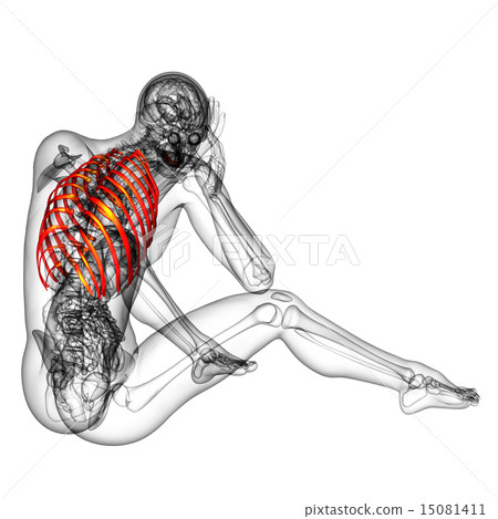 3d render medical illustration of the ribcage 3d render medical illustration of the ribcage 15081411