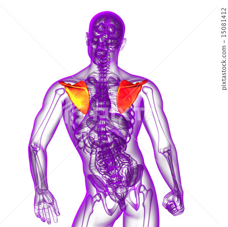 3d render medical illustration of the scapula bone 3d render medical illustration of the scapula bone 15081412