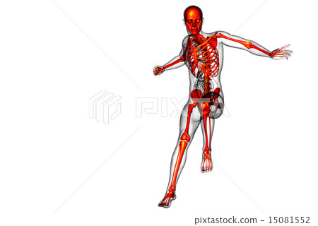 3d render illustration of the skeleton bone 3d render illustration of the skeleton bone 15081552