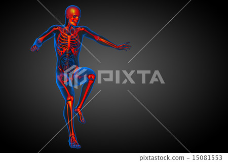 3d render  illustration of the skeleton bone 15081553