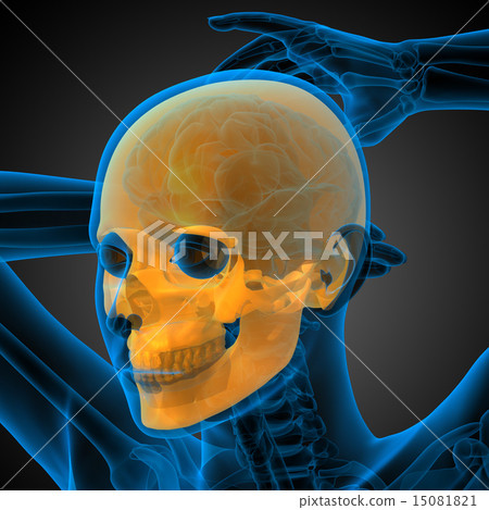3d render medical illustration of the skull 3d render medical illustration of the skull 15081821