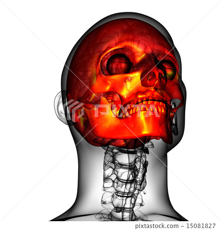 3d render medical illustration of the skull 15081827
