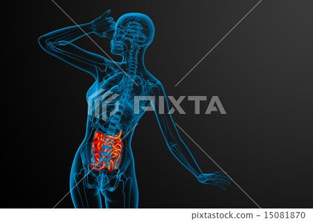 3d rendered illustration of the small intestine 3d rendered illustration of the small intestine 15081870