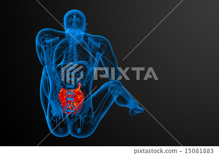 3d rendered illustration of the small intestine 3d rendered illustration of the small intestine 15081883