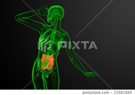 3d rendered illustration of the small intestine 15081884