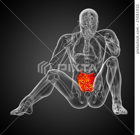 3d rendered illustration of the  small intestine 15081910