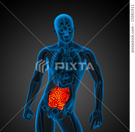 3d rendered illustration of the small intestine 15081911