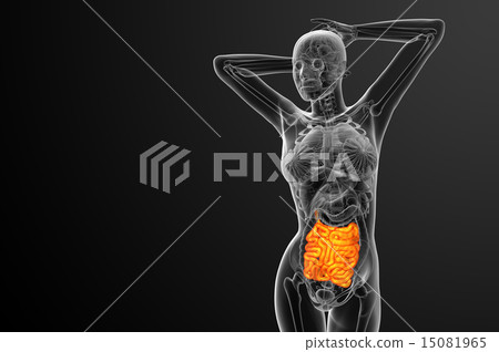 3d rendered illustration of the small intestine 3d rendered illustration of the small intestine 15081965
