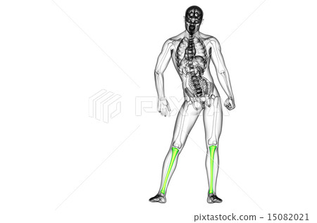 3d render medical illustration of the tibia bone 15082021