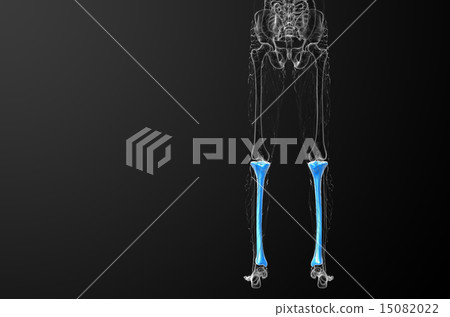 3d render medical illustration of the tibia bone 15082022