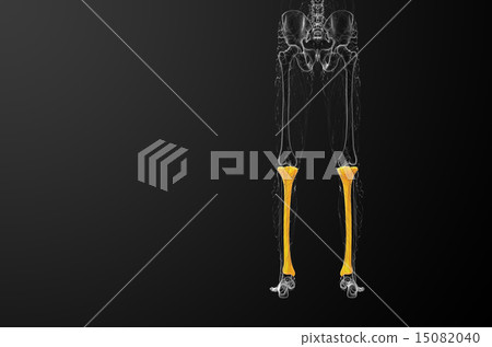3d render medical illustration of the tibia bone 15082040