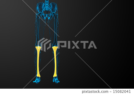 3d render medical illustration of the tibia bone 15082041