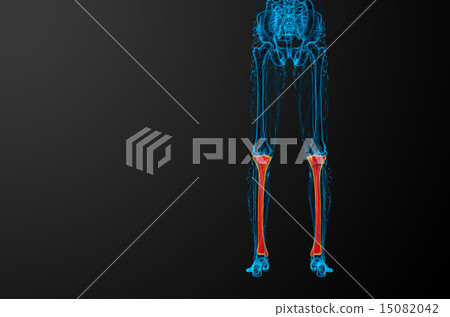 3d render medical illustration of the tibia bone 15082042