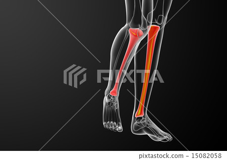 3d render medical illustration of the tibia bone - Stock Illustration ...
