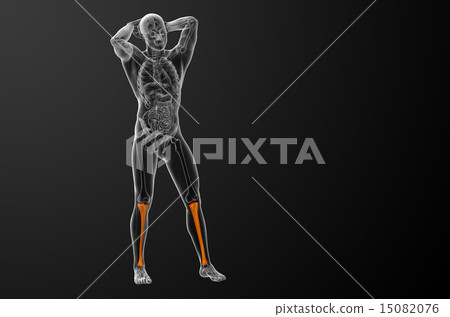 3d render medical illustration of the tibia bone 3d render medical illustration of the tibia bone 15082076