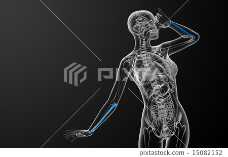 3d render medical illustration of the ulna bone 3d render medical illustration of the ulna bone 15082152