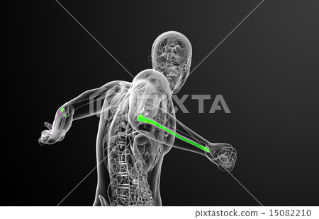3d render medical illustration of the ulna bone 15082210