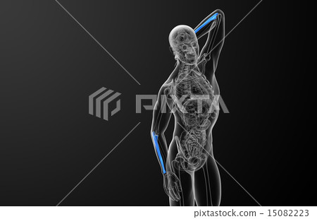 3d render medical illustration of the ulna bone 15082223