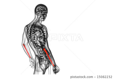 3d render medical illustration of the ulna bone 15082232