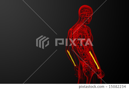 3d render medical illustration of the ulna bone 15082234