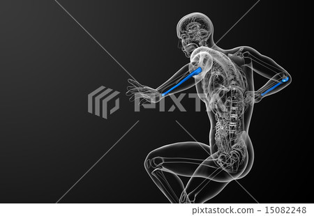 3d render medical illustration of the ulna bone 15082248