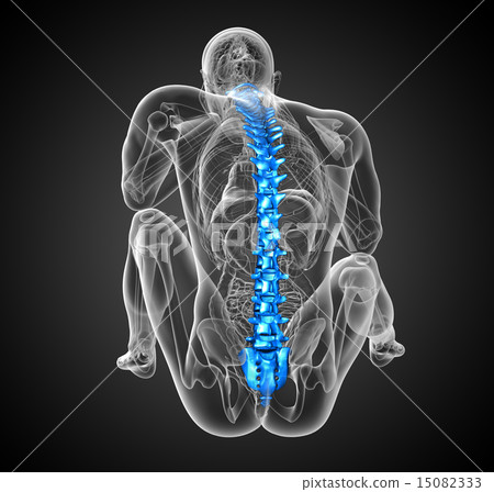 3d render medical illustration of the human spine 3d render medical illustration of the human spine 15082333