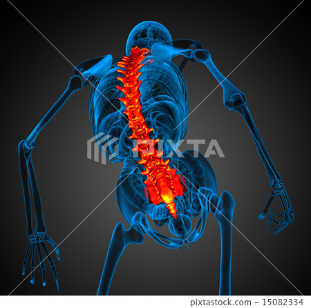 3d render medical illustration of the human spine 3d render medical illustration of the human spine 15082334