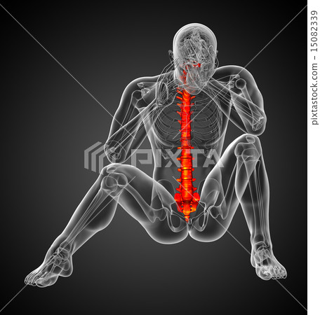 3d render medical illustration of the human spine 15082339